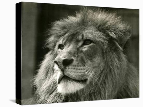 Male Lion 'Kuja' at London Zoo in August 1924 (B/W Photo)-Frederick William Bond-Premier Image Canvas