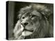 Male Lion 'Kuja' at London Zoo in August 1924 (B/W Photo)-Frederick William Bond-Premier Image Canvas