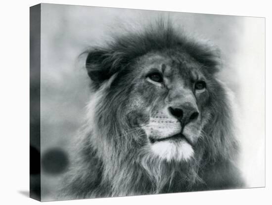Male Lion 'Kuja' at London Zoo in January 1925 (B/W Photo)-Frederick William Bond-Premier Image Canvas