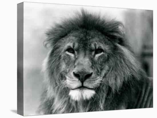 Male Lion 'Kuja' at London Zoo in January 1925 (B/W Photo)-Frederick William Bond-Premier Image Canvas