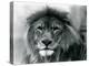 Male Lion 'Kuja' at London Zoo in January 1925 (B/W Photo)-Frederick William Bond-Premier Image Canvas