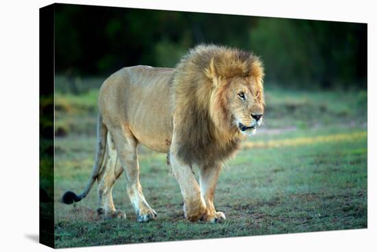 Male lion, Masai Mara, Kenya, East Africa, Africa-Karen Deakin-Premier Image Canvas