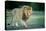 Male lion, Masai Mara, Kenya, East Africa, Africa-Karen Deakin-Premier Image Canvas