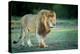 Male lion, Masai Mara, Kenya, East Africa, Africa-Karen Deakin-Premier Image Canvas