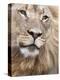 Male Lion (Panthera Leo), Addo National Park, Eastern Cape, South Africa, Africa-Ann & Steve Toon-Premier Image Canvas