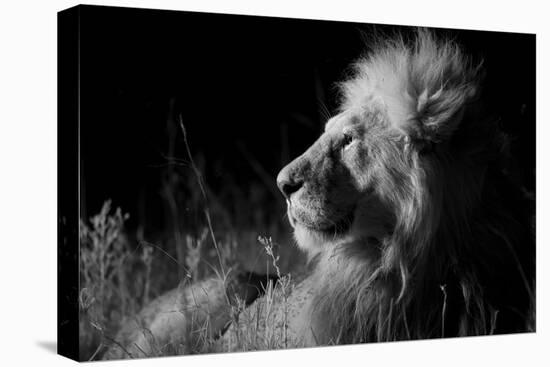 Male Lion (Panthera Leo) , in Infra Red, Masai Mara, Kenya-null-Premier Image Canvas