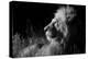 Male Lion (Panthera Leo) , in Infra Red, Masai Mara, Kenya-null-Premier Image Canvas