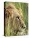 Male Lion, Panthera Leo, in the Grass, Kruger National Park, South Africa, Africa-Ann & Steve Toon-Premier Image Canvas