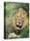 Male Lion, Panthera Leo, Kruger National Park, South Africa, Africa-Ann & Steve Toon-Premier Image Canvas