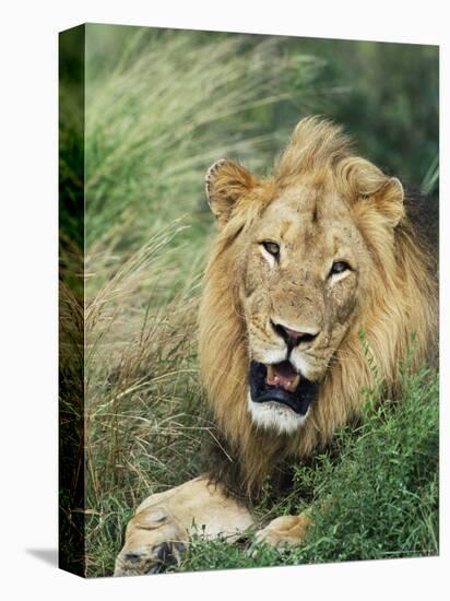 Male Lion, Panthera Leo, Kruger National Park, South Africa, Africa-Ann & Steve Toon-Premier Image Canvas