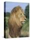 Male Lion, Panthera Leo, Kruger National Park, South Africa, Africa-Ann & Steve Toon-Premier Image Canvas