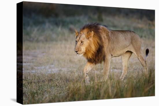 Male Lion (Panthera Leo), Moremi, Okavango Delta, Botswana, Africa-Andrew Sproule-Premier Image Canvas