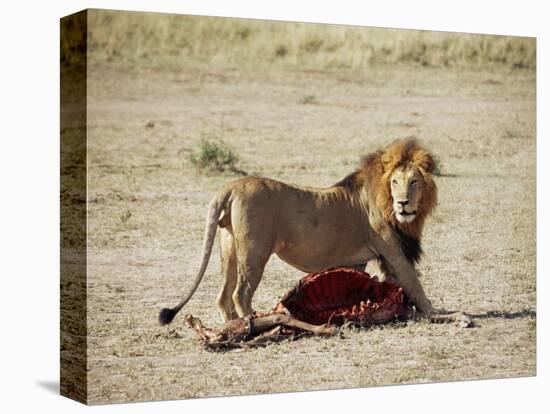 Male Lion (Panthera Leo), with Gnu Carcass, Masai Mara National Reserve, Kenya, East Africa, Africa-James Hager-Premier Image Canvas