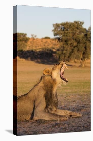 Male Lion (Panthera Leo) Yawning, Kgalagadi Transfrontier Park, Northern Cape, South Africa, Africa-Ann & Steve Toon-Premier Image Canvas