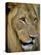 Male Lion (Panthero Leo), Kruger National Park, South Africa, Africa-Steve & Ann Toon-Premier Image Canvas