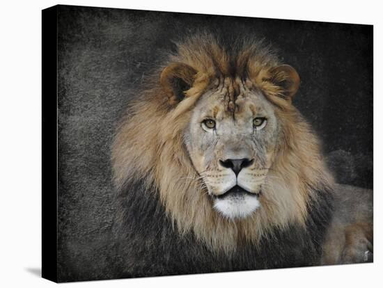 Male Lion Portrait 1-Jai Johnson-Premier Image Canvas