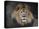 Male Lion Portrait 1-Jai Johnson-Premier Image Canvas