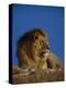 Male Lion Resting-Joe McDonald-Premier Image Canvas