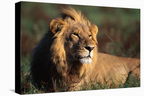 Male Lion Resting-Paul Souders-Premier Image Canvas