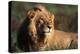 Male Lion Resting-Paul Souders-Premier Image Canvas