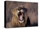 Male Lion Roaring (Panthera Leo) Kruger National Park South Africa-Tony Heald-Premier Image Canvas