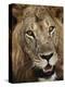 Male Lion's Face-Staffan Widstrand-Premier Image Canvas