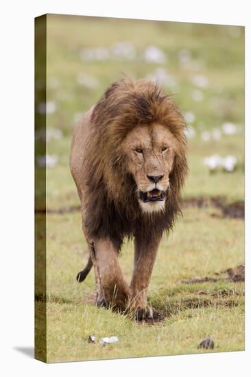 Male Lion Walks Directly to Camera, Ngorongoro, Tanzania-James Heupel-Premier Image Canvas