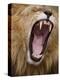 Male lion yawning in Masai Mara National Reserve-Paul Souders-Premier Image Canvas