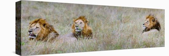 Male Lions (Panthera Leo) in a Forest, Masai Mara, Kenya-null-Stretched Canvas