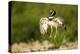 Male Little Bustard (Tetrax Tetrax) Displaying, Catalonia, Spain, May-Inaki Relanzon-Premier Image Canvas