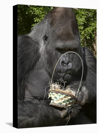 Male Lowland Gorilla with an Easter Basket Given to Him by His Keepers at the Cincinnati Zoo-null-Premier Image Canvas