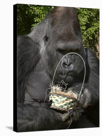 Male Lowland Gorilla with an Easter Basket Given to Him by His Keepers at the Cincinnati Zoo-null-Premier Image Canvas