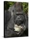 Male Lowland Gorilla with an Easter Basket Given to Him by His Keepers at the Cincinnati Zoo-null-Premier Image Canvas