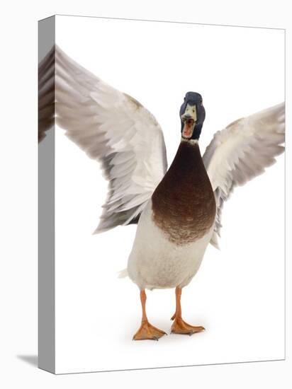 Male Mallard Flapping Wings and Calling (Anas Platyrhynchos), UK-Jane Burton-Premier Image Canvas