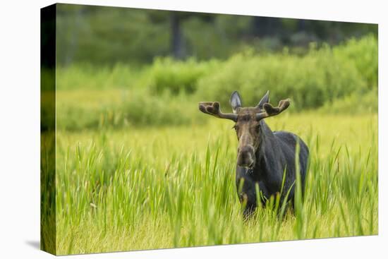 Male Moose in Polecat Creek. Flagg Ranch Wyoming-Michael Qualls-Premier Image Canvas