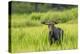 Male Moose in Polecat Creek. Flagg Ranch Wyoming-Michael Qualls-Premier Image Canvas