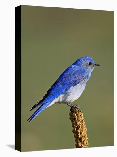 Male Mountain Bluebird, Douglas County, Colorado, USA-James Hager-Premier Image Canvas