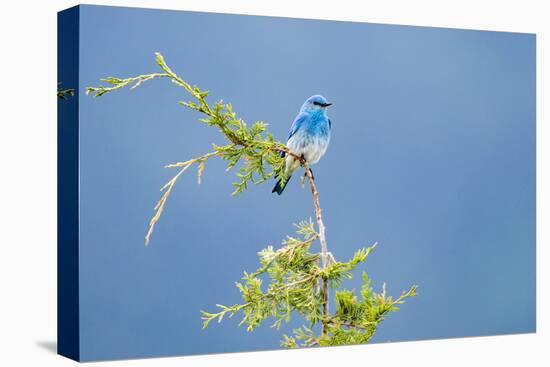 Male Mountain Bluebird in the Mission Valley, Montana, Usa-Chuck Haney-Premier Image Canvas