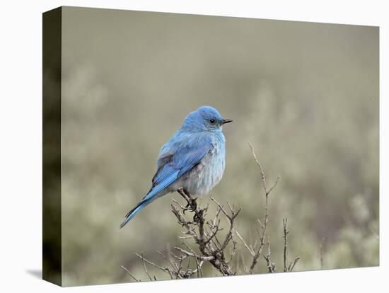 Male Mountain Bluebird (Sialia Currucoides), Yellowstone National Park, UNESCO World Heritage Site,-James Hager-Premier Image Canvas