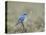 Male Mountain Bluebird (Sialia Currucoides), Yellowstone National Park, UNESCO World Heritage Site,-James Hager-Premier Image Canvas