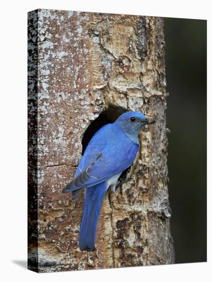 Male Mountain Bluebird (Sialia Currucoides)-James Hager-Premier Image Canvas