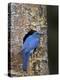 Male Mountain Bluebird (Sialia Currucoides)-James Hager-Premier Image Canvas