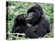 Male Mountain Gorilla, known as a 'silverback' Feeds in the Volcanoes National Park, Rwanda-Nigel Pavitt-Premier Image Canvas