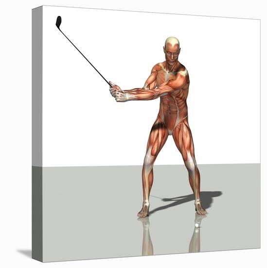 Male Muscles, Artwork-Friedrich Saurer-Premier Image Canvas