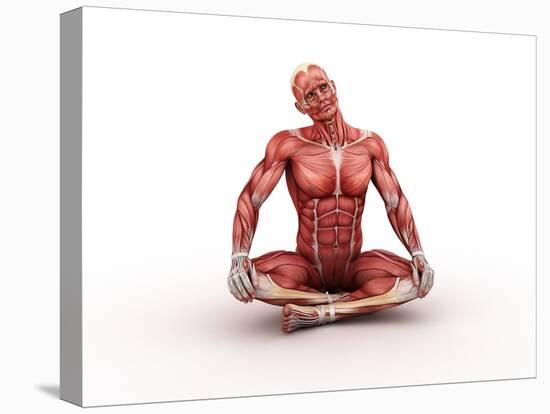 Male Muscles, Artwork-SCIEPRO-Premier Image Canvas