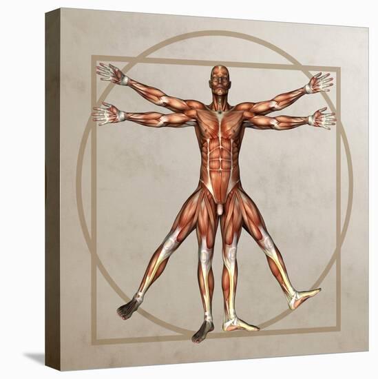 Male Musculature, Artwork-Friedrich Saurer-Premier Image Canvas