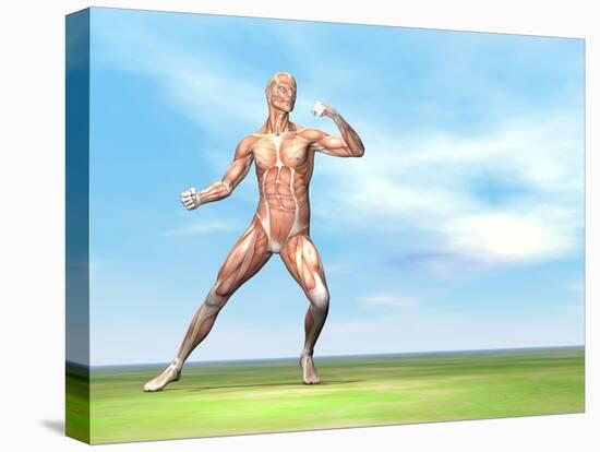 Male Musculature in Fighting Stance-null-Stretched Canvas