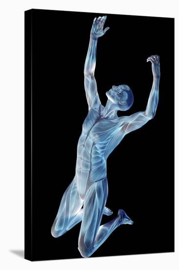 Male Musculature-Friedrich Saurer-Premier Image Canvas