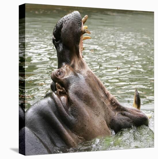 Male Nile Hippopotamus Plays at the Smithsonian National Zoo-null-Premier Image Canvas