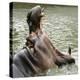 Male Nile Hippopotamus Plays at the Smithsonian National Zoo-null-Premier Image Canvas